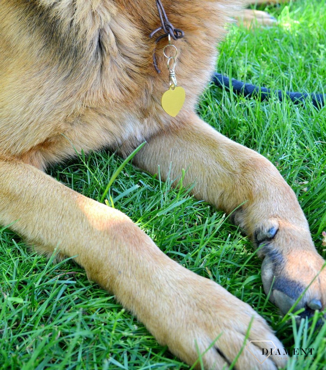 Serce blaszka dla pupila złota 3,5 cm z miejscem na grawer Serce gold L.  Blaszka w formie adresówki, identyfikatora dla psa. Blaszka z miejscem na grawer. Na adresówce możemy wygrawerować np. imię psa i nr telefonu do właścic.jpg